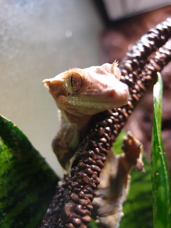 a lizard sitting on top of a green leafy plant