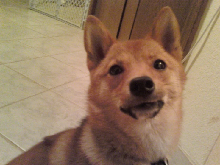 this dog is staring into the camera lens