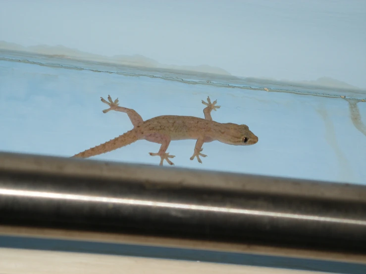 a lizard looking at it reflection in the mirror