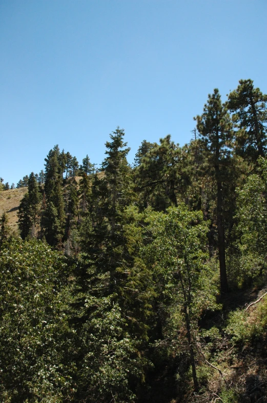 a forest with trees and a hill behind it