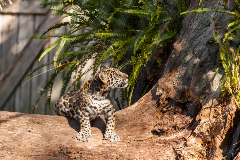 the young leopard has it's head on the large tree trunk