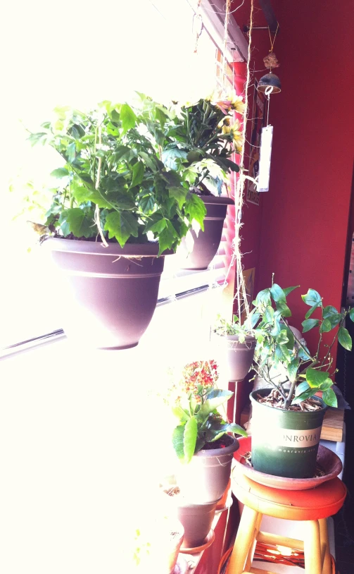 a line of pots containing plants sit on a shelf