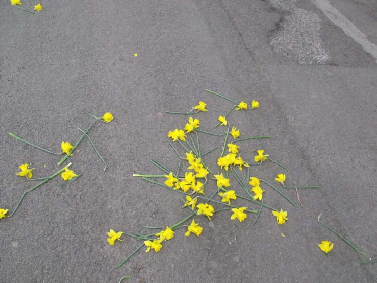 some yellow flowers are growing in the sand