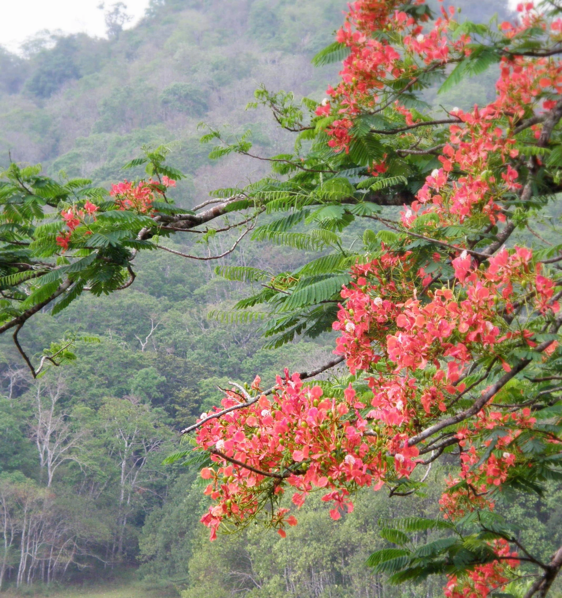 a view through the trees of a valley with flowers and trees