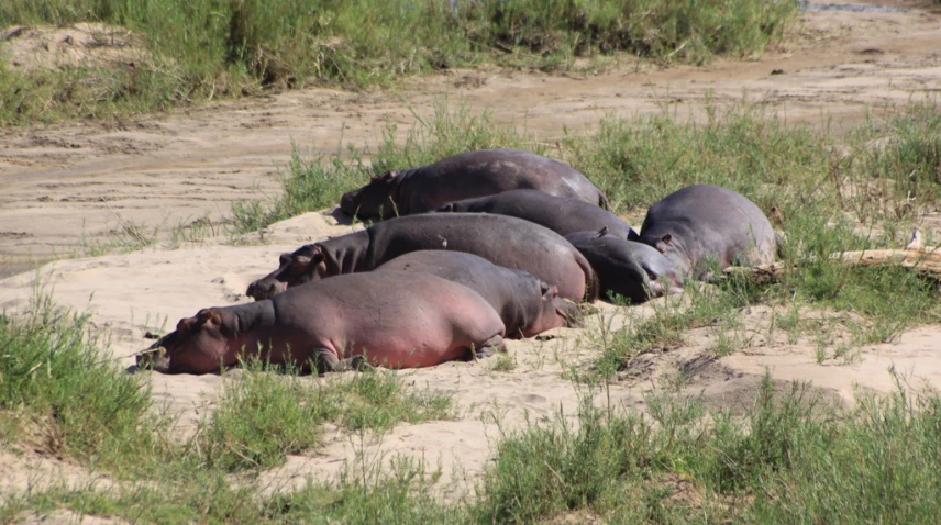 a group of hippos laying in the sand