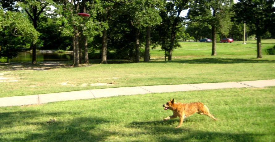 a dog runs along the grassy edge towards a frisbee in the air