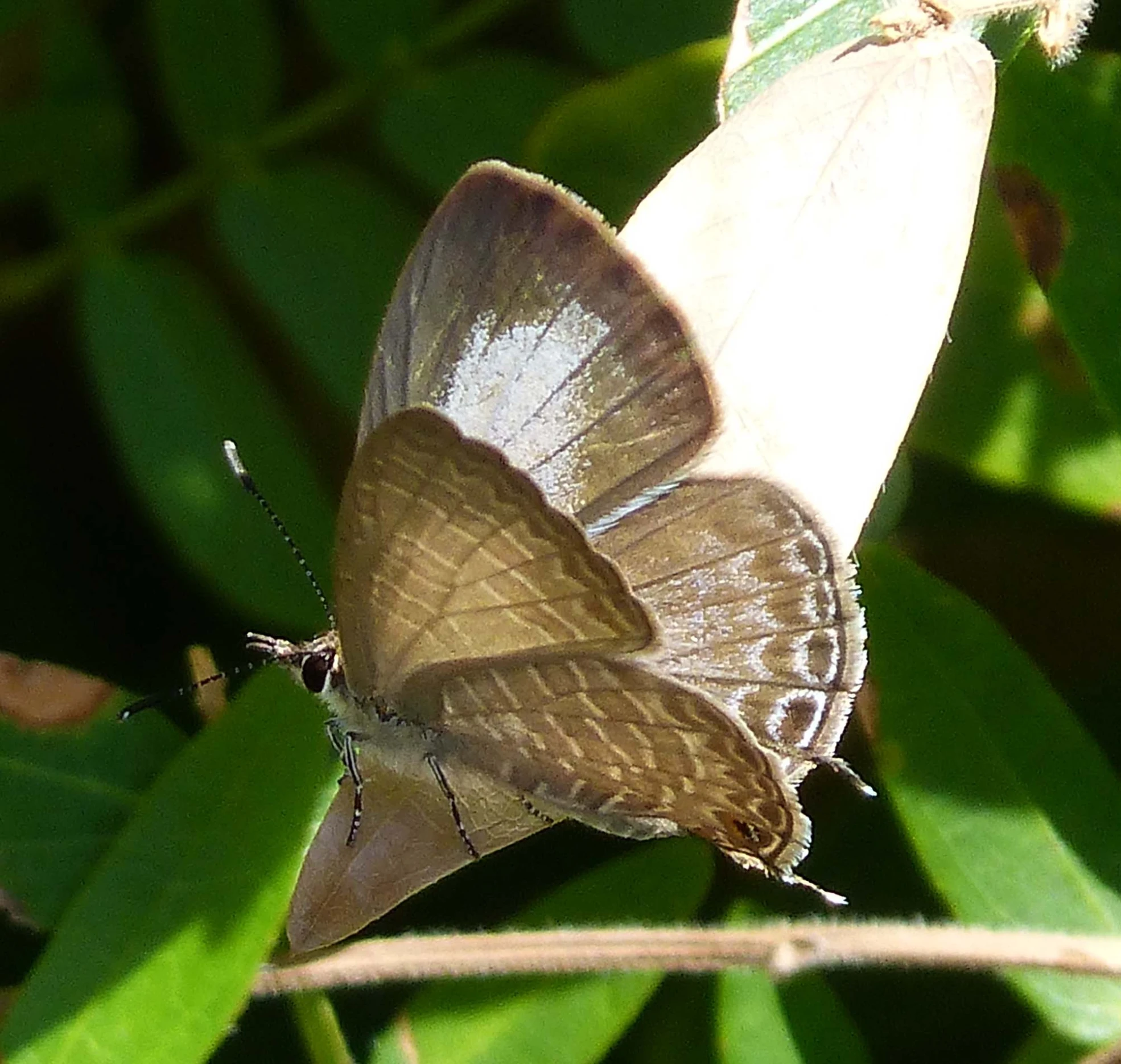 a small erfly sitting on a blade of green leaves