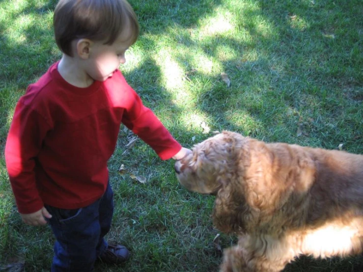 a boy in a red shirt is playing with a dog