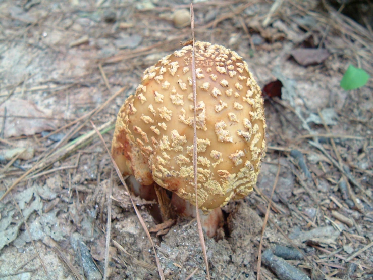 a mushroom that is growing on the ground