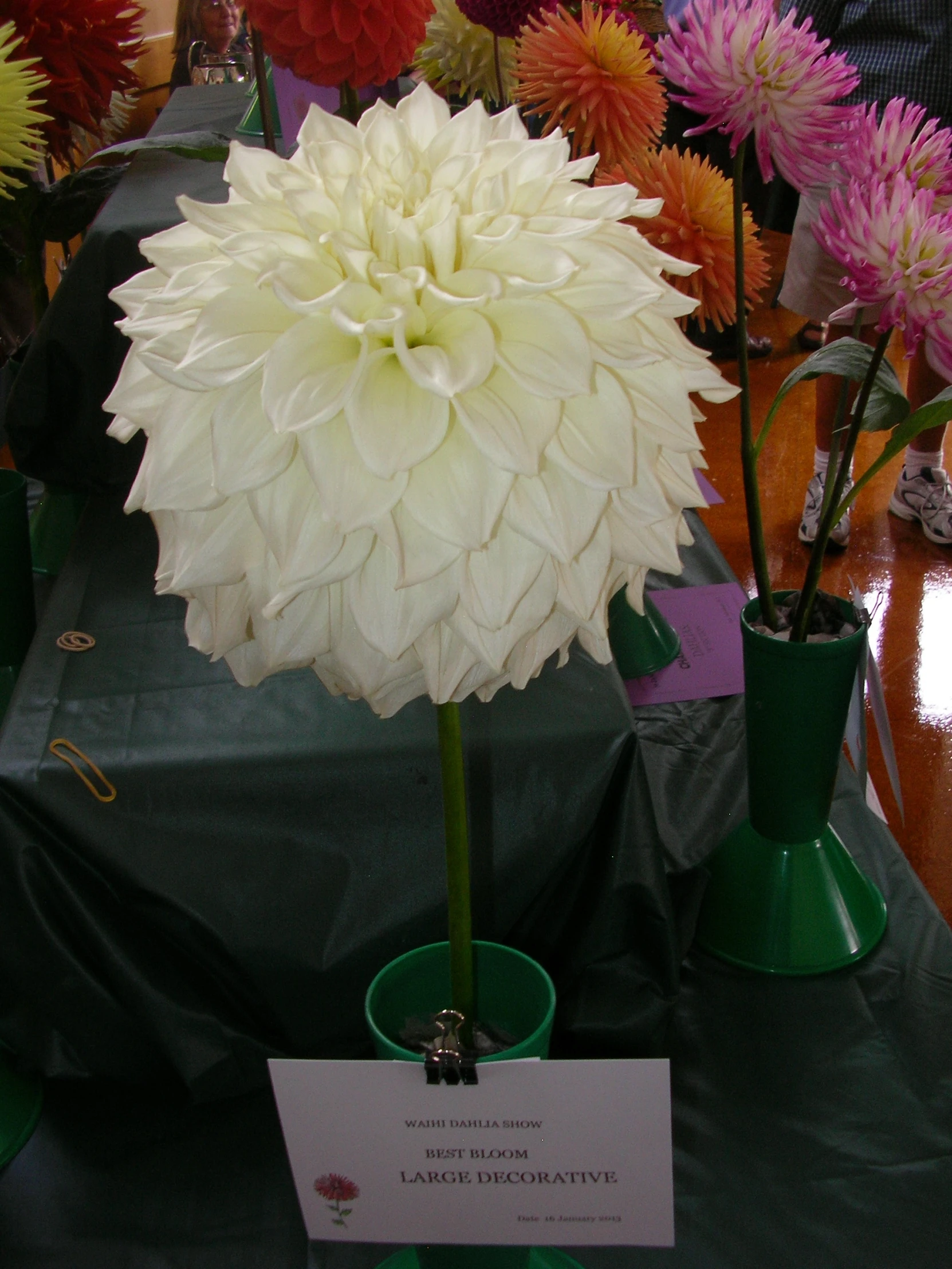 a white flower in the middle of some flowers