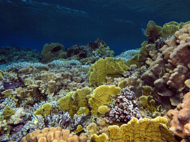 a coral reef with many colorful corals and sponge