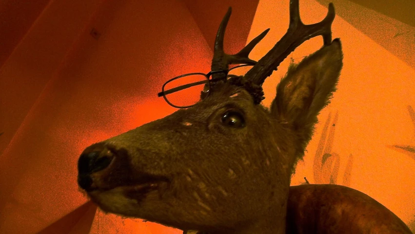 a deer with glasses and horns on his head