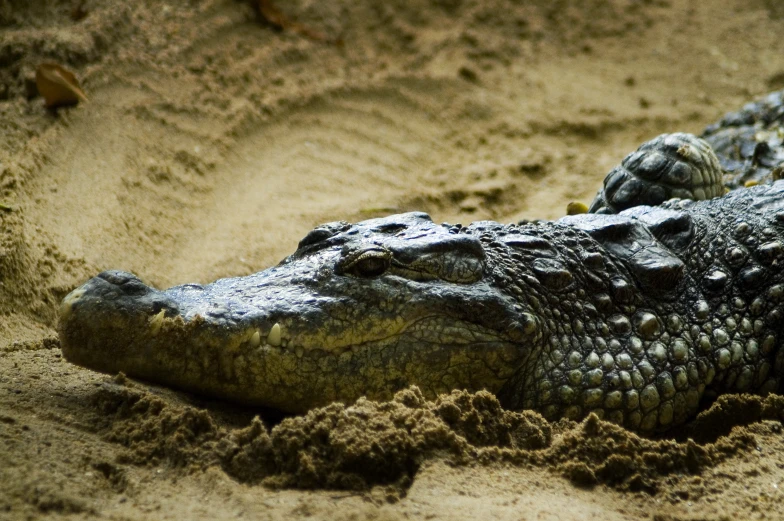 an alligator laying on its side in the sand