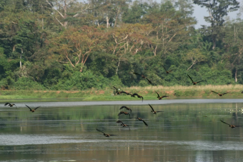 many birds fly low over the water of a lake