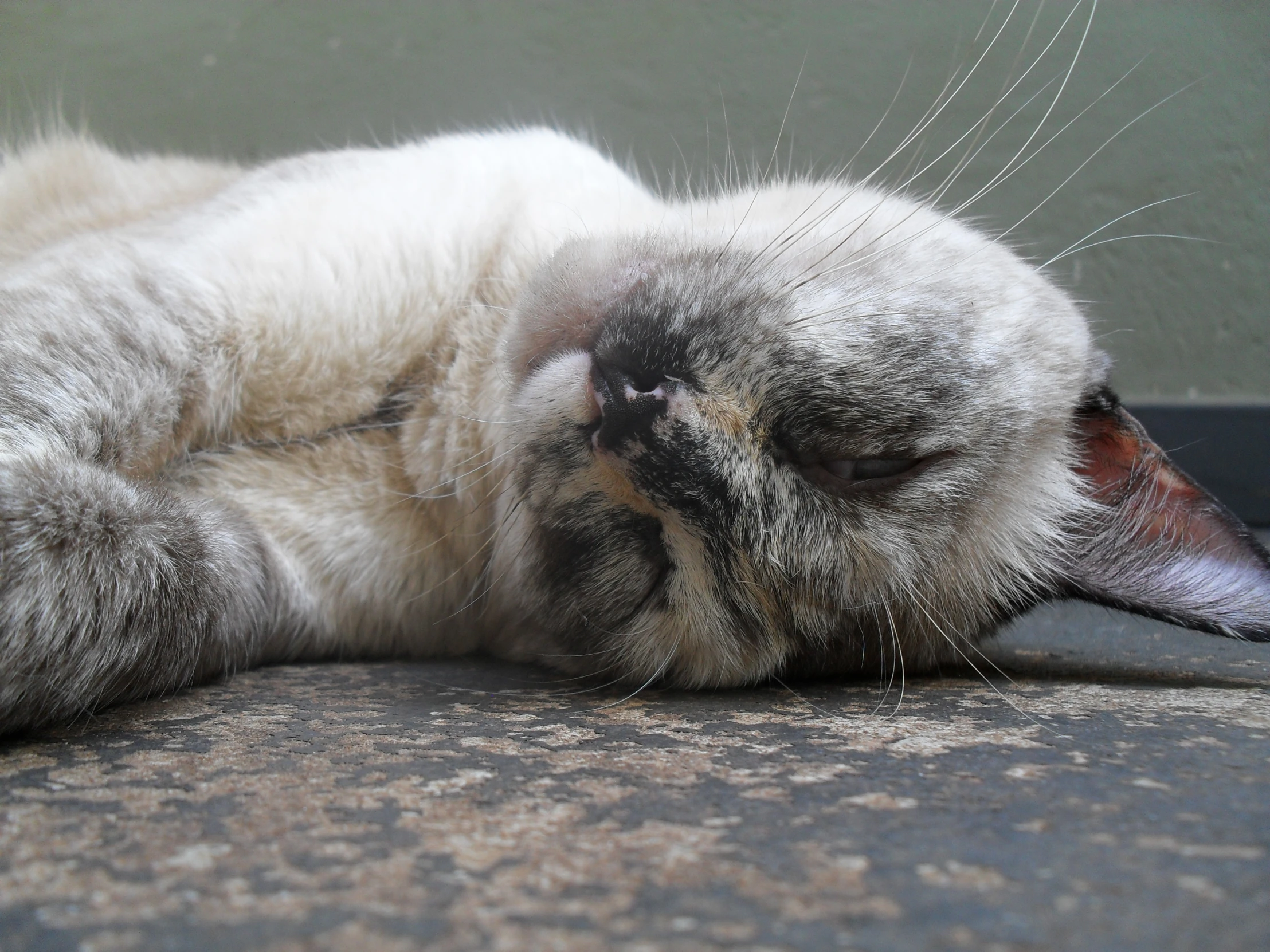 a sleeping cat with it's face resting on the floor