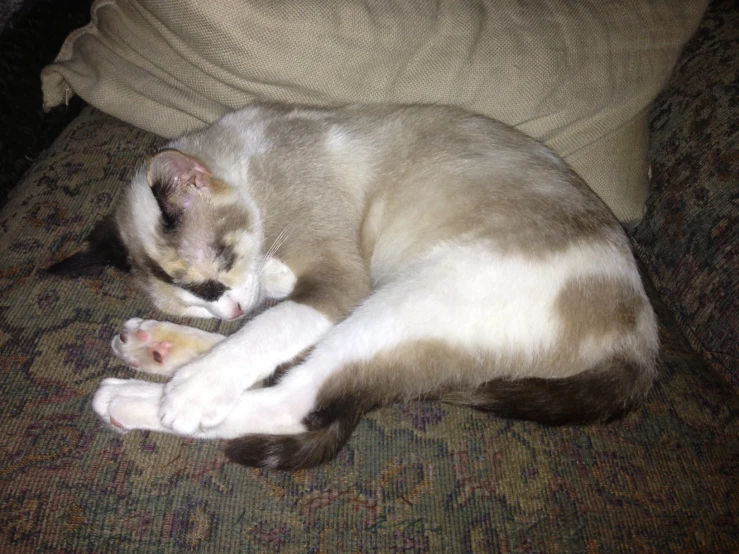 the cat is curled up sleeping on top of someone's arm