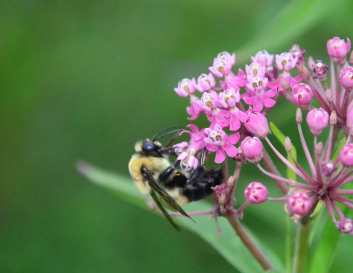 there is a small bee on a flower