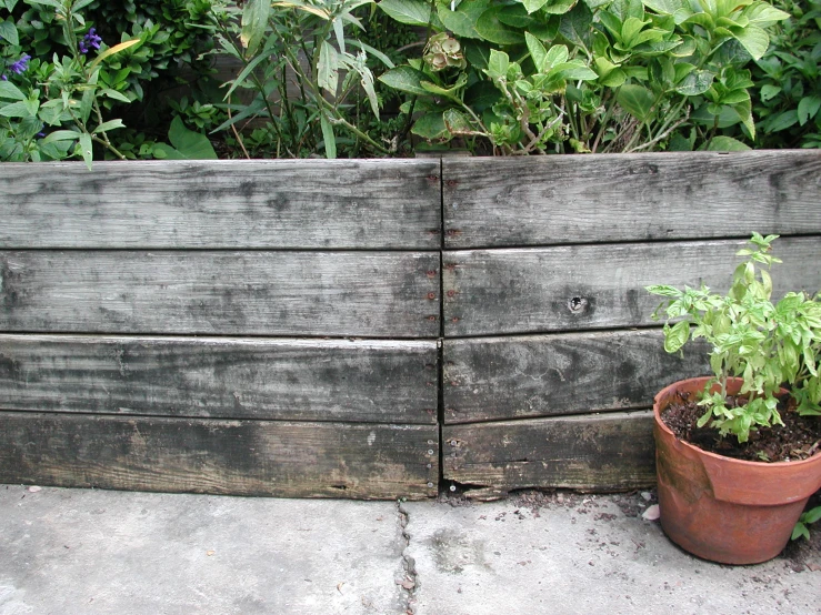 this is an image of a plant next to a wooden fence