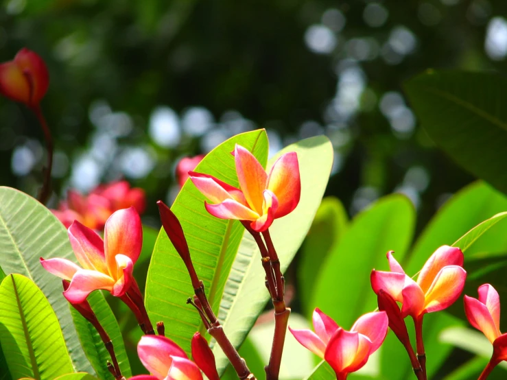 beautiful flowers are blooming from the leaves of trees