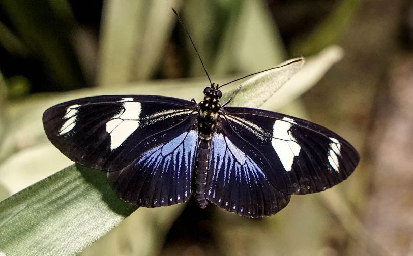 a close up of a erfly on a plant