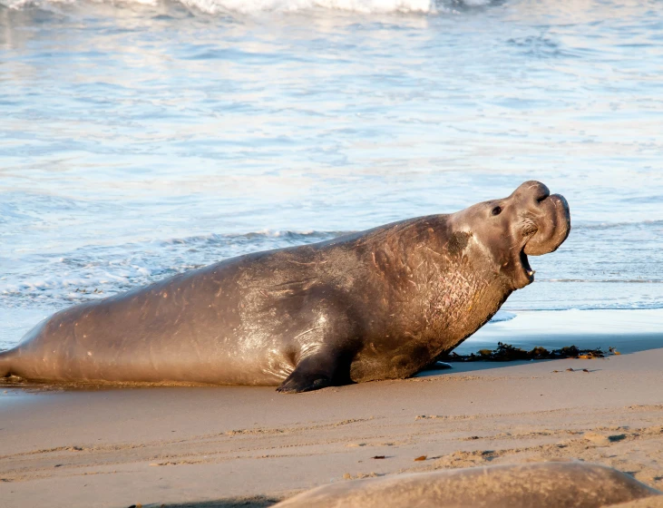 a young sea lion playing in the sand on a beach