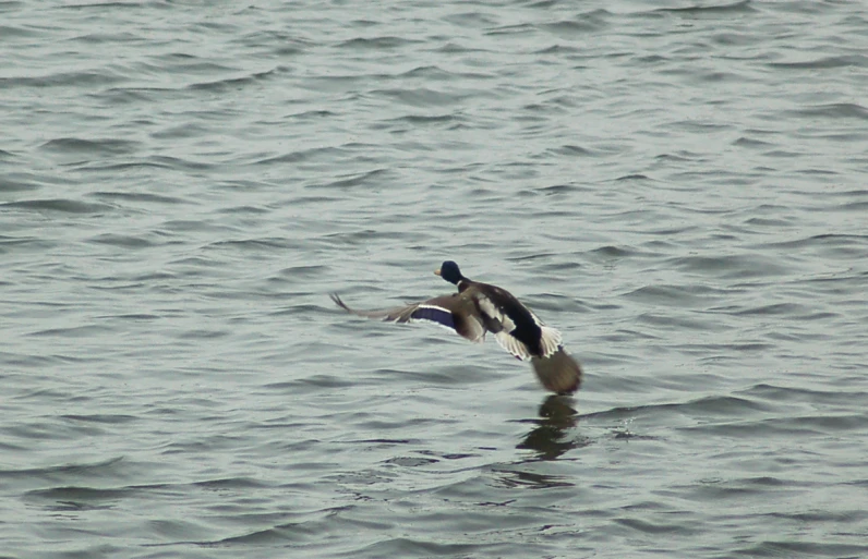 an image of a bird flying above the water