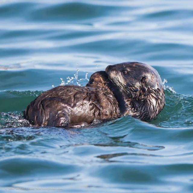 an animal swimming in the middle of the ocean