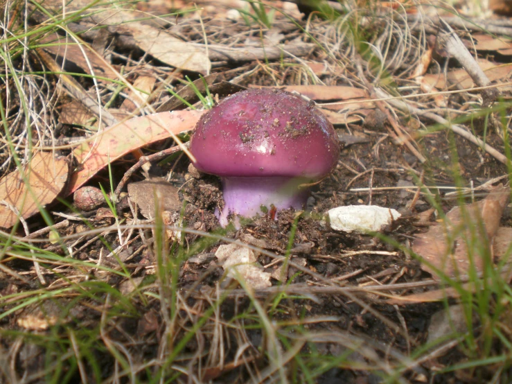 a purple mushroom sitting in the middle of the grass