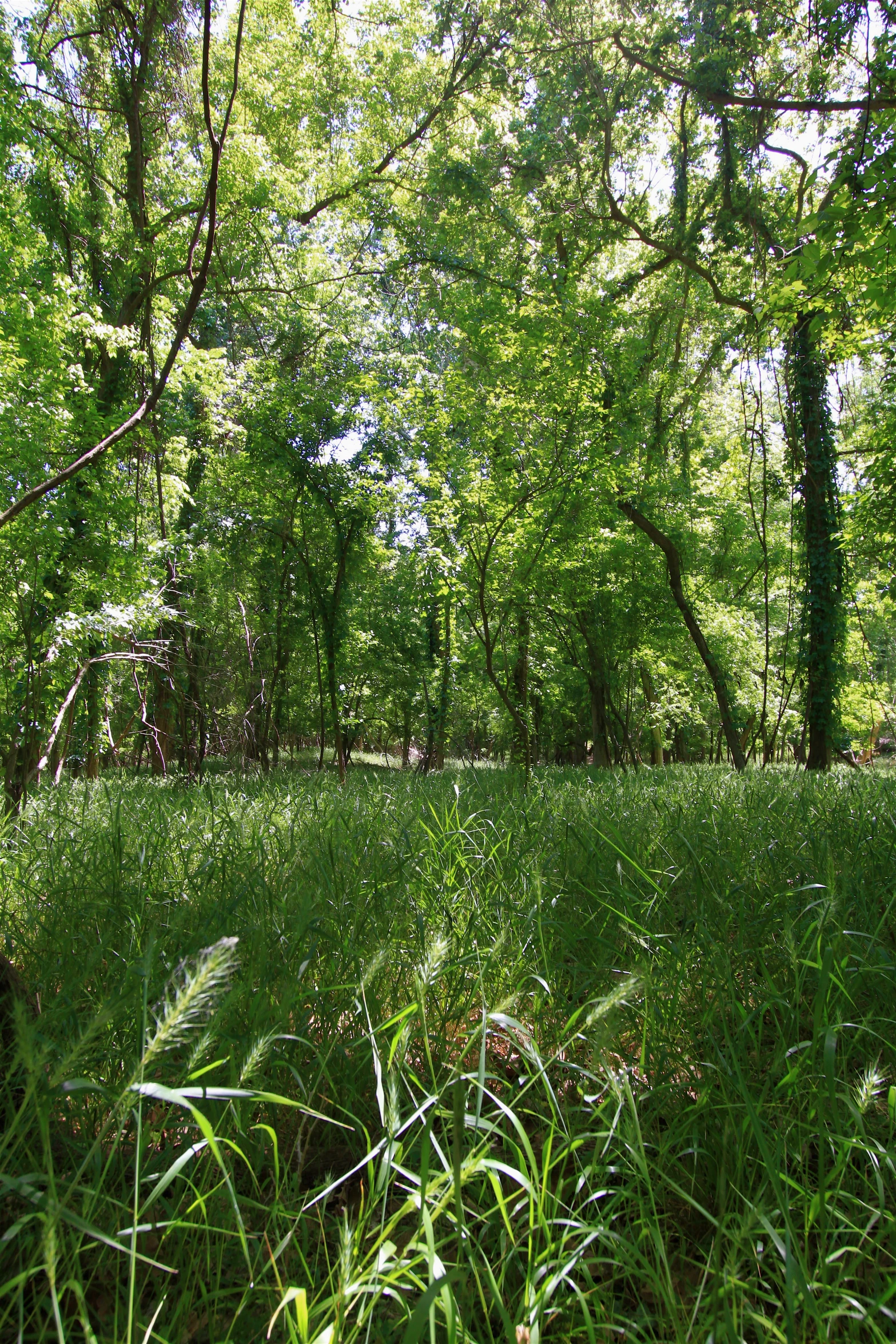 some tall grass and trees in the middle of a field