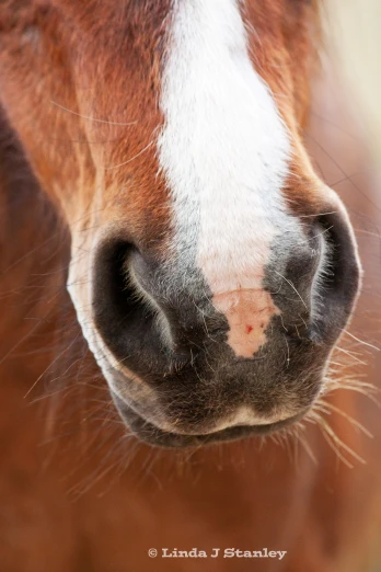 an up close po of the nose of a horse