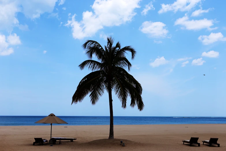 some trees that are in the sand under a blue sky