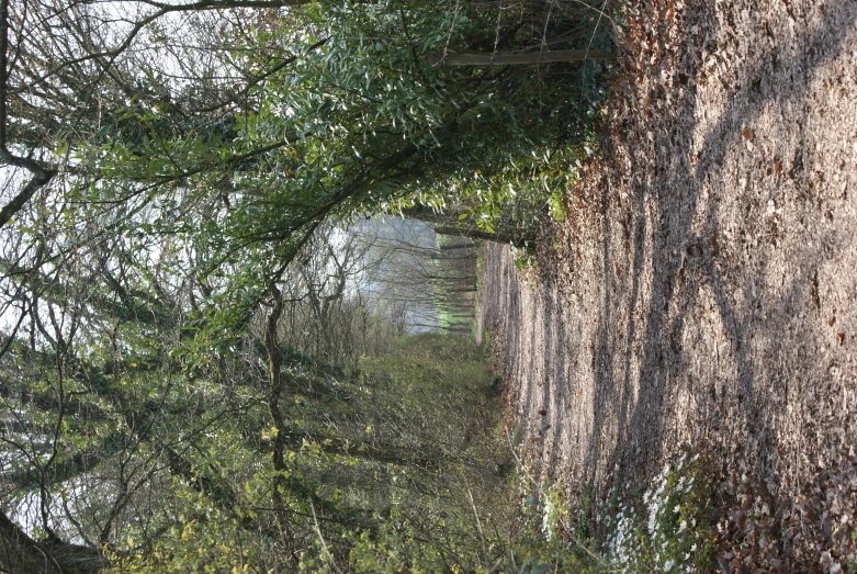 an image of a dirt road that is under trees