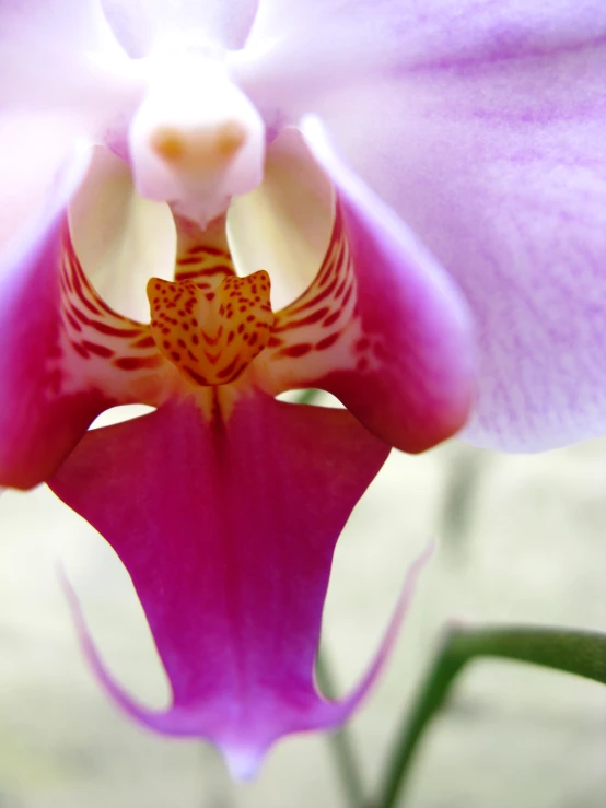 this flower has purple and beige spots on it