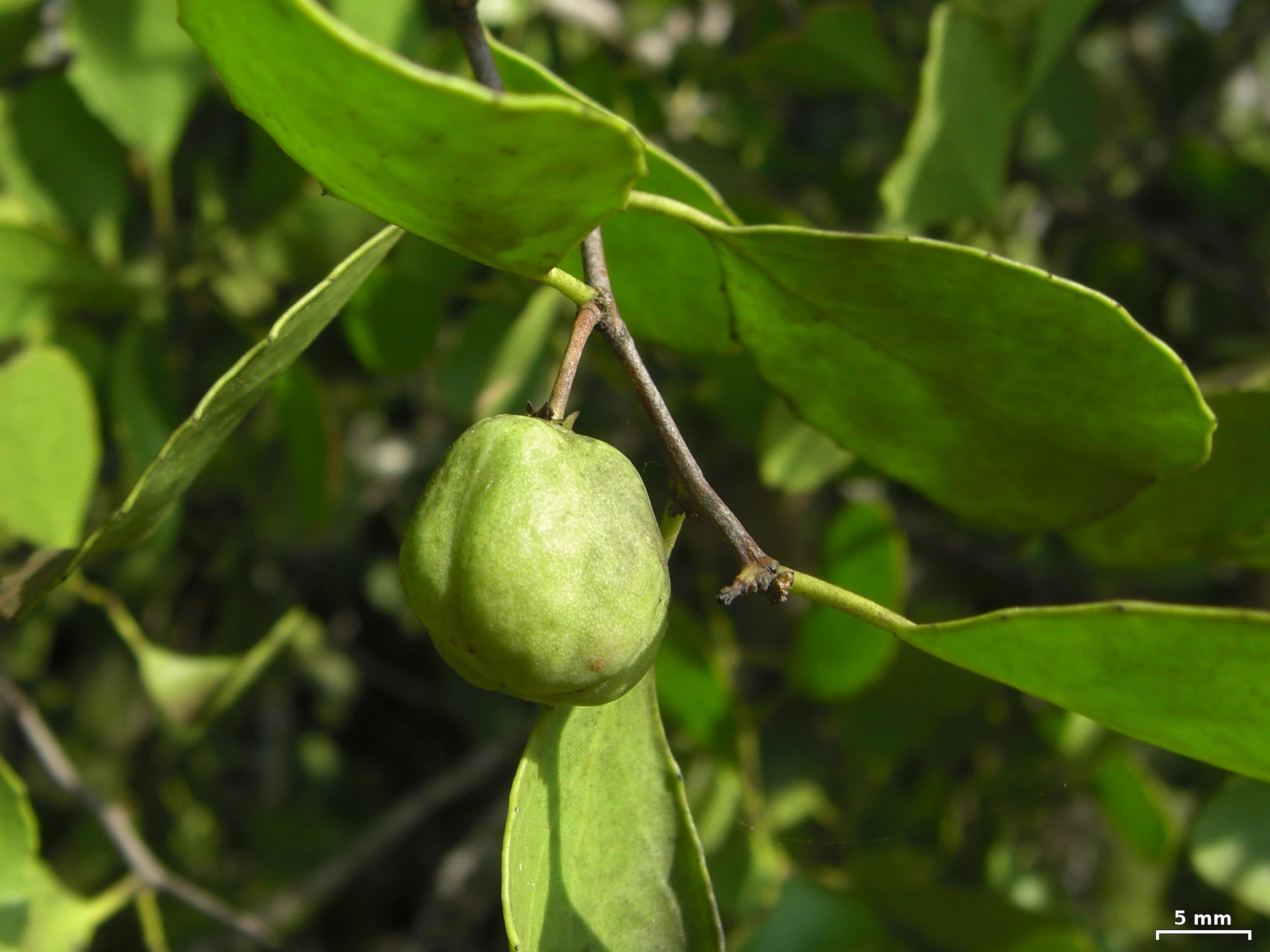 an image of green leaves that are hanging on a tree