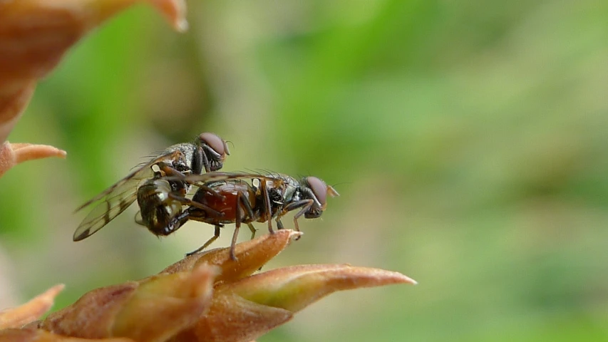 a close up s of some fly's on a leaf