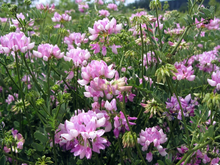 an image of a group of flowers blooming in the field