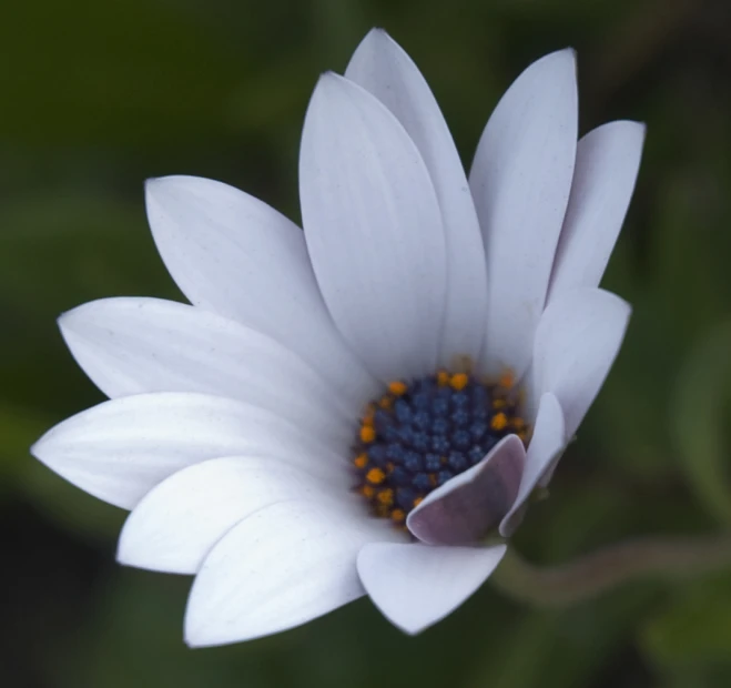 a large white flower has a blue center