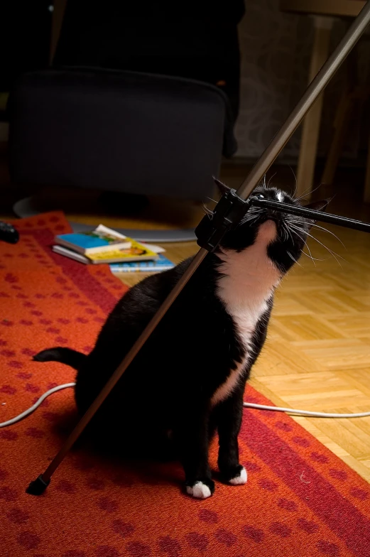 the black and white cat is playing with his toy