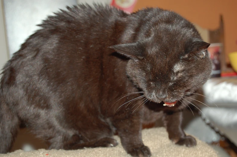 a black cat with a weird look on its face