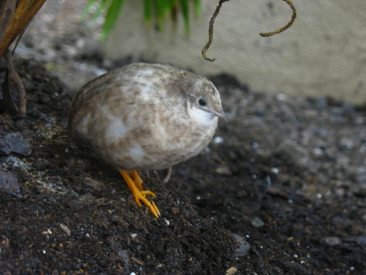 a bird is sitting in the dirt near a plant