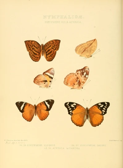 several different types of erflies are displayed in this book