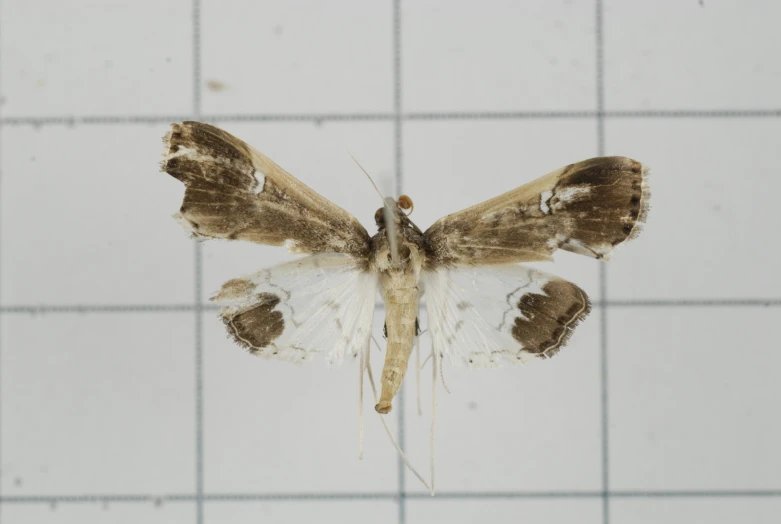 a moth with large wings on a tile wall