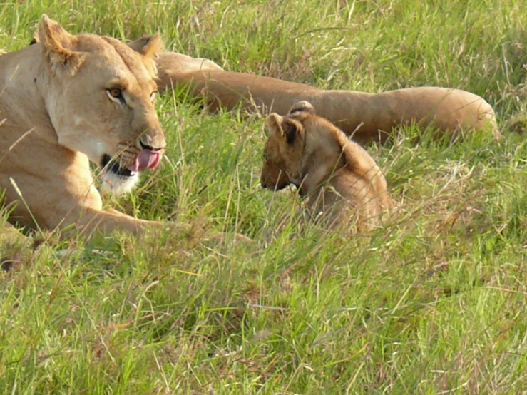 a mother lion and her child rest in the tall grass