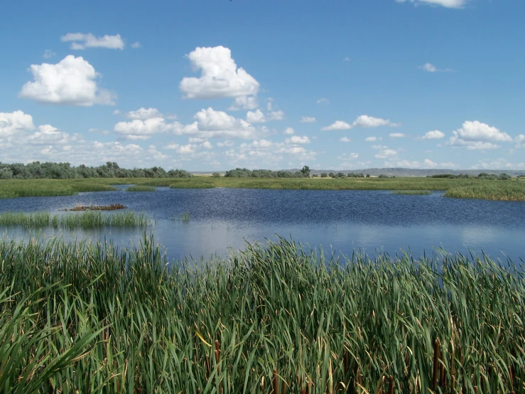 a lake surrounded by tall grass under a blue sky