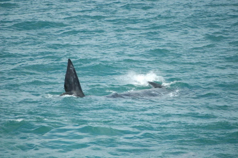 a dolphin swims behind another in the ocean