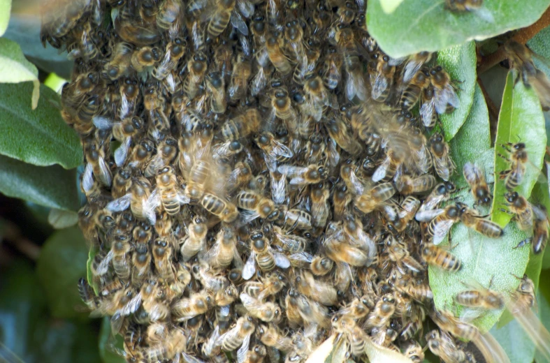 a cluster of bees are gathering in the tree