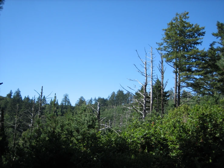 the view of many pine trees and the sky above