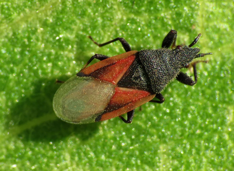 a red and black bug on some green grass