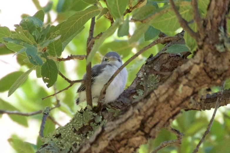 a small bird is perched in the nches of a tree