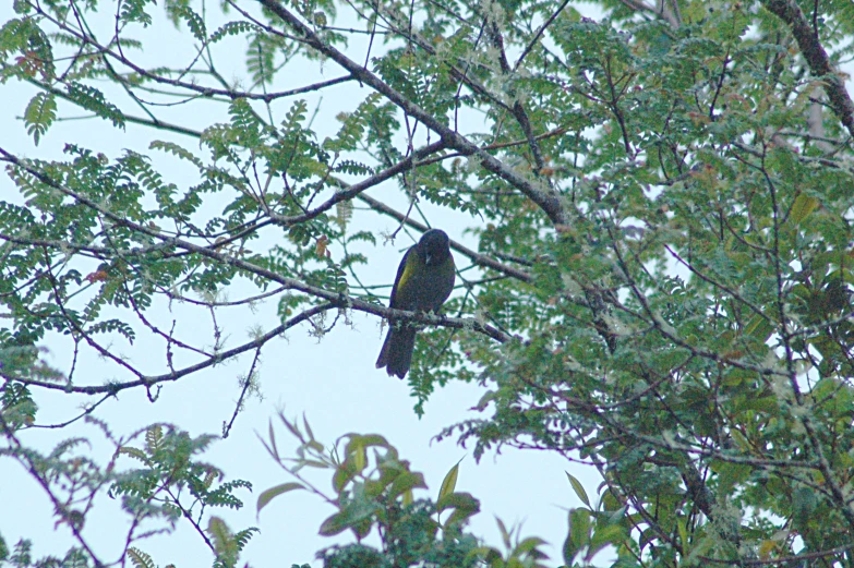 a black bird sitting in a tree with green leaves